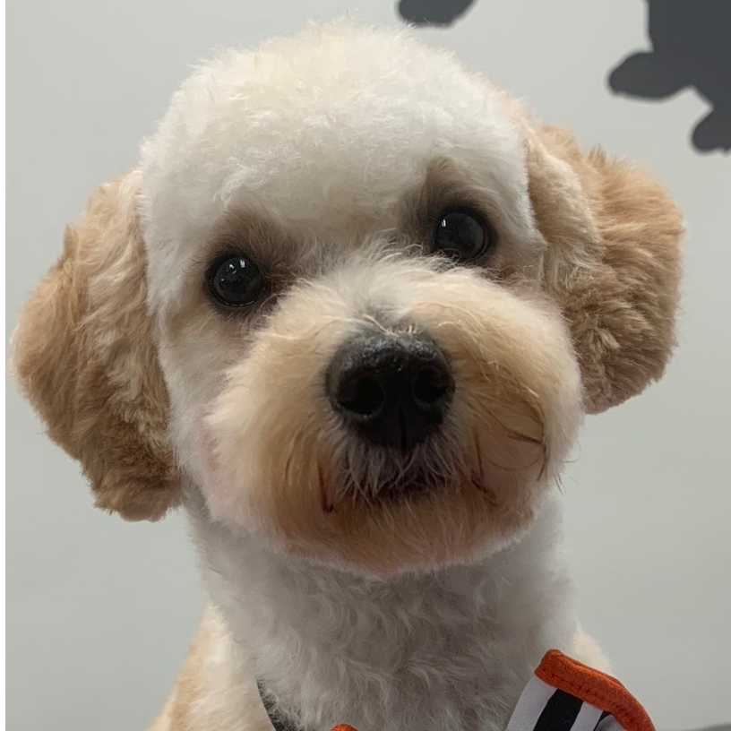 Golden Doodle looking right at camera with a rounded puppy trim created with Andis grooming tools.