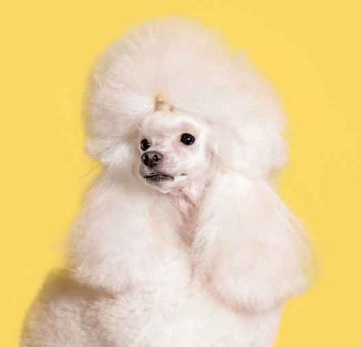 White poodle looking forward